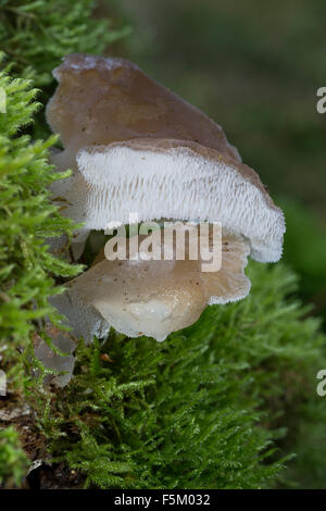 Gelatina dentata fungo, falso fungo hedgehog, Gallertiger Zitterzahn, Eispilz, Eiszitterpilz, Pseudohydnum gelatinosum Foto Stock