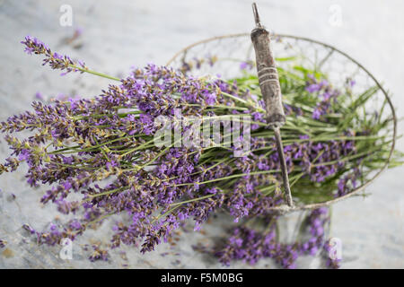 La lavanda, lavanda vera, ritaglia Echter su Lavendel, Schmalblättriger Lavendel, Ernte, Lavandula angustifolia, Lavandula officinalis Foto Stock