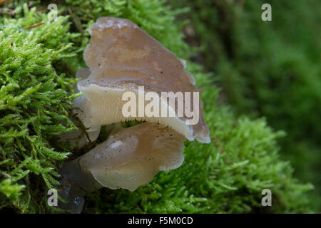 Gelatina dentata fungo, falso fungo hedgehog, Gallertiger Zitterzahn, Eispilz, Eiszitterpilz, Pseudohydnum gelatinosum Foto Stock