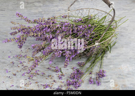 La lavanda, lavanda vera, ritaglia Echter su Lavendel, Schmalblättriger Lavendel, Ernte, Lavandula angustifolia, Lavandula officinalis Foto Stock