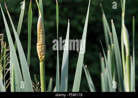 Giunco di palude, Cat Coda, Breitblättriger Rohrkolben, blühend mit polline, Typha latifolia, Massette à feuilles ampia Foto Stock