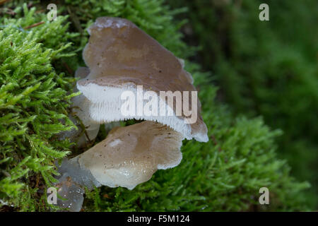 Gelatina dentata fungo, falso fungo hedgehog, Gallertiger Zitterzahn, Eispilz, Eiszitterpilz, Pseudohydnum gelatinosum Foto Stock