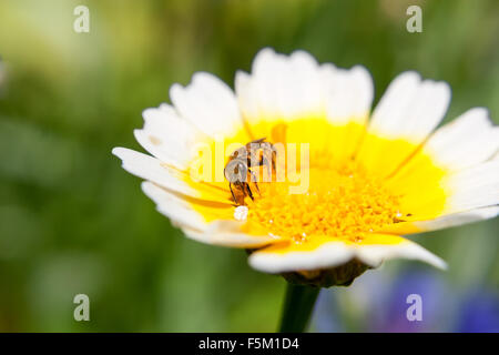 Apetta su un bel fiore reparto poco profonda del campo Foto Stock