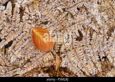 Congelati sulla foglia di felce Foto Stock