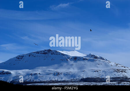 Vibrante blu cielo invernale con la montagna innevata coperta in una giornata di sole e di uccelli volare in aria fredda Foto Stock