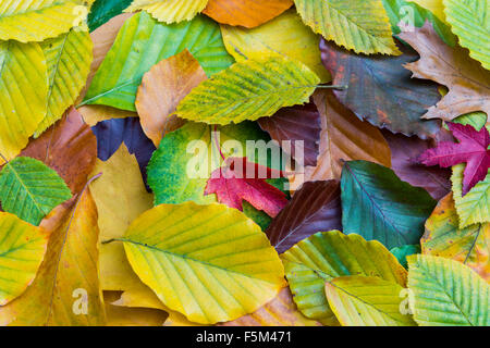 Different yellow, red and green autumn leaves together on the ground. Foto Stock