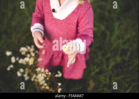 Ritagliato shot della ragazza la raccolta di fiori di campo in campo Foto Stock