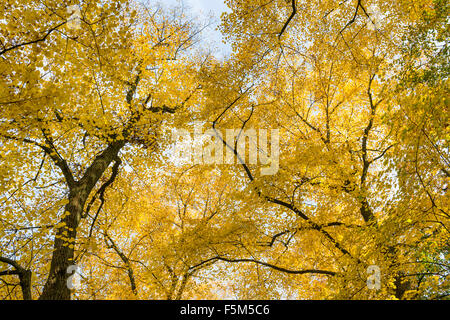 Giallo tiglio (Tilia cordata) contro un autums il cielo sereno in ottobre. Foto Stock