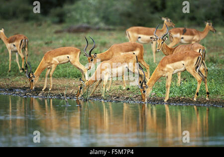 Impala, aepyceros melampus, allevamento di bere a Waterhole, Masai Mara Park in Kenya Foto Stock