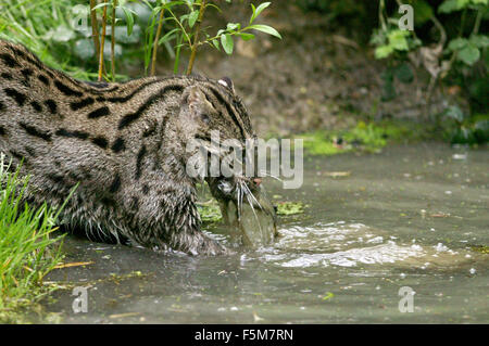 La pesca Cat, prionailurus viverrinus, adulti in piedi in acqua, pesca, con pesce in bocca Foto Stock
