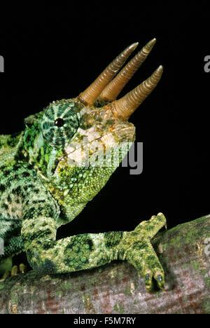 Jackson, Camaleonte chamaeleo jacksoni, Ritratto di maschio su sfondo nero Foto Stock