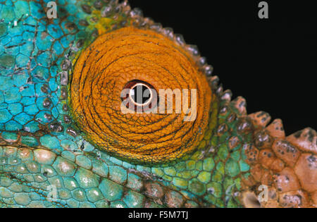 PARSON'S camaleonte chamaeleo parsonii, ravvicinata di un occhio su sfondo nero Foto Stock