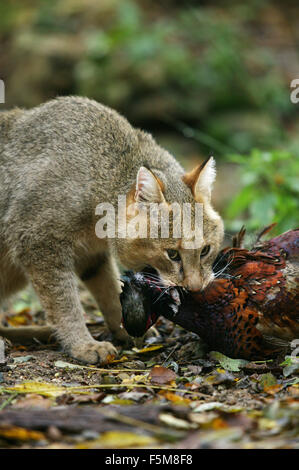 Jungle Cat, felis chaus con un kill, un fagiano Foto Stock