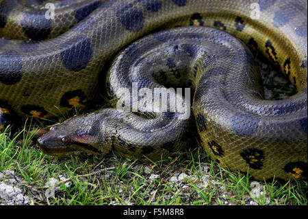Anaconda verde, Eunectes murinus, Los Lianos in Venezuela Foto Stock