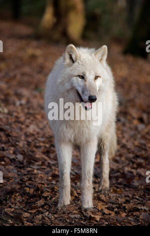 Arctic Wolf, Canis lupus tundrarum Foto Stock