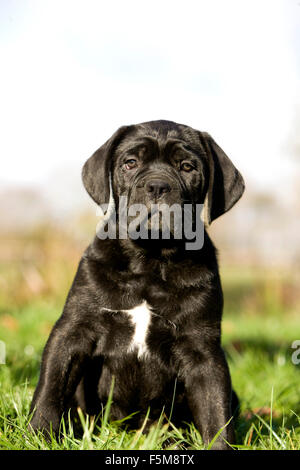 Cane Corso, un cane di razza da Italia, cucciolo seduto sull'erba Foto Stock