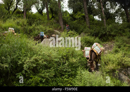India, Himachal Pradesh, Shimla, pack cavalli portando il raccolto di mele da Orchard per la strada Foto Stock