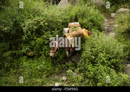 India, Himachal Pradesh, Shimla, pack horse portando il raccolto di mele da Orchard per la strada Foto Stock