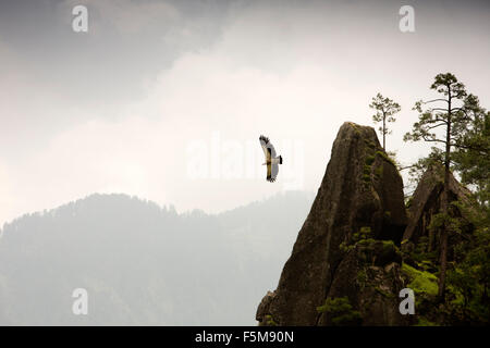 India, Himachal Pradesh, Kinnaur, wildlife Himalayan grifone Gyps himalayensis in volo Foto Stock