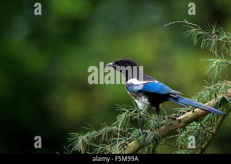 Nero fatturati Gazza o unione gazza, Pica pica, adulti in piedi sul ramo, Normandia Foto Stock