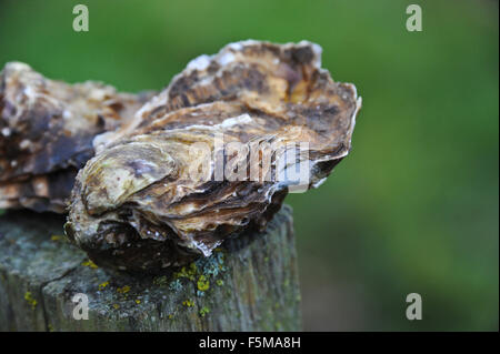 Marennes occidentale (Francia): ostricoltura Foto Stock