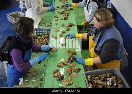 Marennes occidentale (Francia): ostricoltura Foto Stock