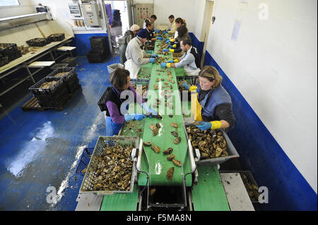 Marennes occidentale (Francia): ostricoltura Foto Stock