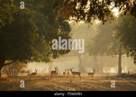Gruppo di Impala (Aepyceros melampus), il Parco Nazionale di Mana Pools, Zimbabwe Foto Stock