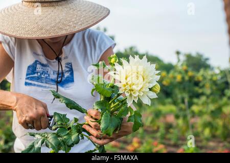 Femmina Senior agricoltore la potatura di foglie da fiori recisi Foto Stock