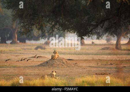 Leonesse (Panthera leo), vista posteriore del Parco Nazionale di Mana Pools, Zimbabwe Foto Stock