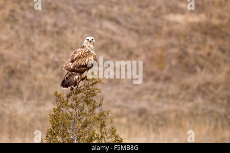 Hawk seduto in un albero fissando il paesaggio. Foto Stock