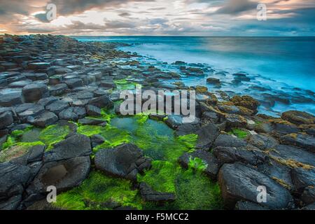 Angolo di alta vista di moss coperto Giants Causeway e blu oceano, Bushmills, County Antrim, Irlanda, Regno Unito Foto Stock