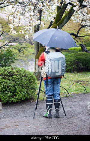 Fotografo di scattare le foto di fiori di ciliegio in un giorno di pioggia in Tokyo Shinjuku Gyoen il Giardino Nazionale, Giappone Foto Stock