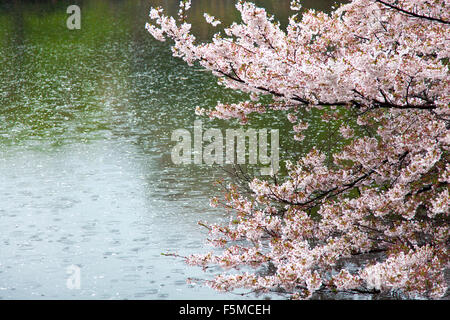 Rami di fiori di ciliegio albero su un laghetto Foto Stock