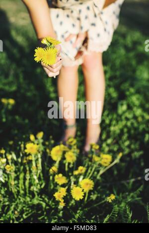 Vita scende di giovane donna piegamenti picking mazzetto di fiori di tarassaco, focus del differenziale Foto Stock