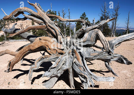 Rocky Mountain bristlecone pine (Pinus aristata), Pino Bristlecone Loop Trail, Parco Nazionale di Bryce Canyon, Utah, Stati Uniti d'America Foto Stock