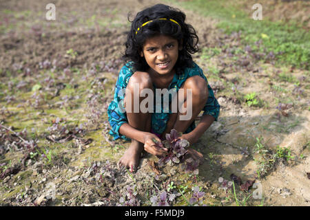 Nov. 6, 2015 - Gazipur, BANGLADESH - Dhaka, Bangladesh 06 Novembre: un villaggio ragazza raccogliere ortaggio dal loro terreni coltivati per i loro bisogni quotidiani in Gazipur su Novembre 06, 2015..quasi i tre quarti della popolazione vive in zone rurali. Le famiglie nelle zone rurali del Bangladesh si basano principalmente sull'agricoltura,pollame e la pesca per il loro reddito quotidiano..Al Summit sullo Sviluppo sostenibile il 25 settembre 2015, gli Stati membri delle Nazioni Unite adotteranno le 2030 Agenda per lo sviluppo sostenibile, che include un set di 17 Obiettivi di Sviluppo Sostenibile (SDGs) per porre fine alla povertà, lotta di disuguaglianza e di ingiustizia e affrontare c Foto Stock