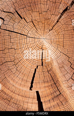 Sezione di tronco di albero con anelli annuali, Virgental, Tirolo orientale, Austria Foto Stock