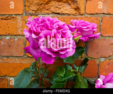 Close up di rosa fiori di rose che crescono in un giardino a woody perenne del genere Rosa, all interno della famiglia delle Rosaceae Foto Stock