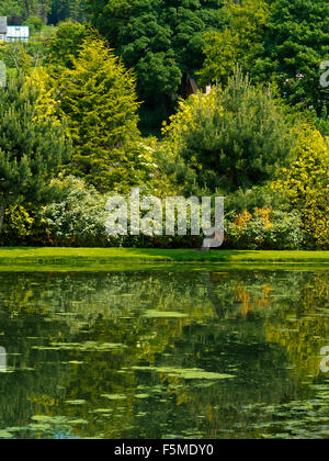 Gli alberi si riflette nel lago a Hopton Hall giardino nel Derbyshire Dales Peak District Inghilterra REGNO UNITO Foto Stock