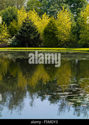 Gli alberi si riflette nel lago a Hopton Hall giardino nel Derbyshire Dales Peak District Inghilterra REGNO UNITO Foto Stock