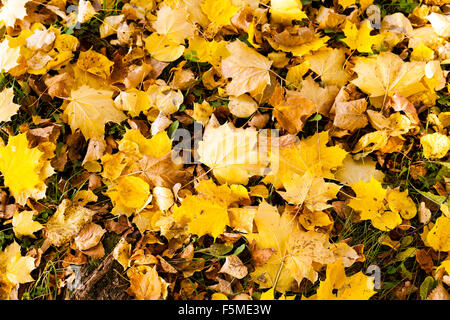 Ingiallito fogliame . close-up Foto Stock