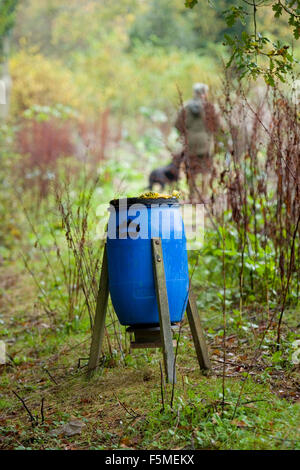 Fagiano alimentatore di gioco Foto Stock