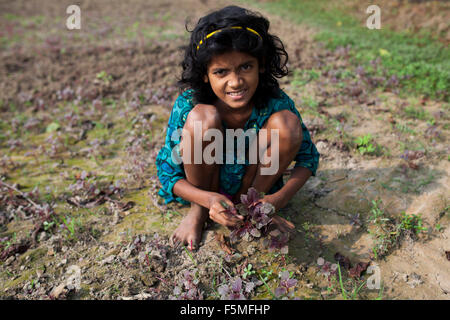 Dacca in Bangladesh. 6 Novembre, 2015. Una ragazza del villaggio di raccogliere ortaggio dal loro terreni coltivati per i loro bisogni quotidiani in Gazipur su Novembre 06, 2015. Quasi i tre quarti della popolazione vive in zone rurali. Le famiglie nelle zone rurali del Bangladesh si basano principalmente sull'agricoltura,pollame e la pesca per il loro reddito quotidiano. Al Summit sullo Sviluppo sostenibile il 25 settembre 2015, gli Stati membri delle Nazioni Unite adotteranno le 2030 Agenda per lo sviluppo sostenibile, che include un set di 17 Obiettivi di Sviluppo Sostenibile (SDGs) per porre fine alla povertà, lotta di disuguaglianza e di ingiustizia e di affrontare i cambiamenti climatici entro il 2030. © zakir Foto Stock