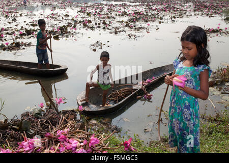 Dacca in Bangladesh. 6 Novembre, 2015. Bambini rurali raccogliere red giglio di acqua per il loro bestiame vicino a Dacca, il 06 novembre 2015. Quasi i tre quarti della popolazione vive in zone rurali. Le famiglie nelle zone rurali del Bangladesh si basano principalmente sull'agricoltura,pollame e la pesca per il loro reddito quotidiano. Al Summit sullo Sviluppo sostenibile il 25 settembre 2015, gli Stati membri delle Nazioni Unite adotteranno le 2030 Agenda per lo sviluppo sostenibile, che include un set di 17 Obiettivi di Sviluppo Sostenibile (SDGs) per porre fine alla povertà, lotta di disuguaglianza e di ingiustizia e di affrontare i cambiamenti climatici entro il 2030. © zakir hossain chowdhury za Foto Stock