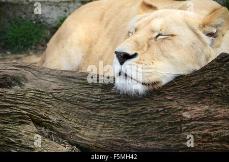 Dormire leonessa bianca Foto Stock