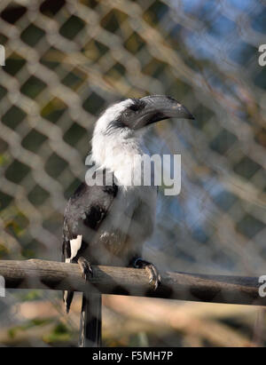 Von der Decken's Hornbill in cattività Foto Stock