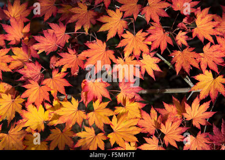 Acer pseudosieboldianum. Il coreano acero lascia cambiare colore in autunno. Regno Unito Foto Stock