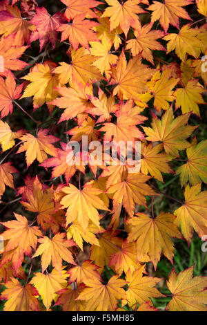 Acer pseudosieboldianum. Il coreano acero lascia cambiare colore in autunno. Regno Unito Foto Stock