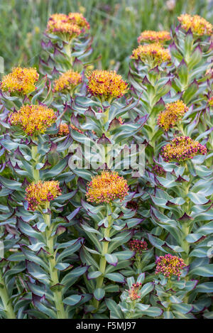 Radice d'oro rosa / root / western roseroot (Rhodiola rosea / Sedum rosea / Sedum roseum) in fiore Foto Stock